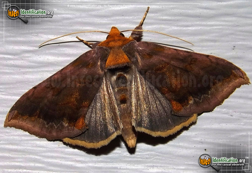 Full-sized image of the Unspotted-Looper-Moth