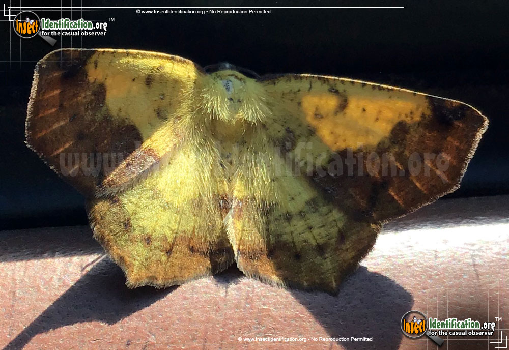 Full-sized image of the Variable-Antepione-Moth