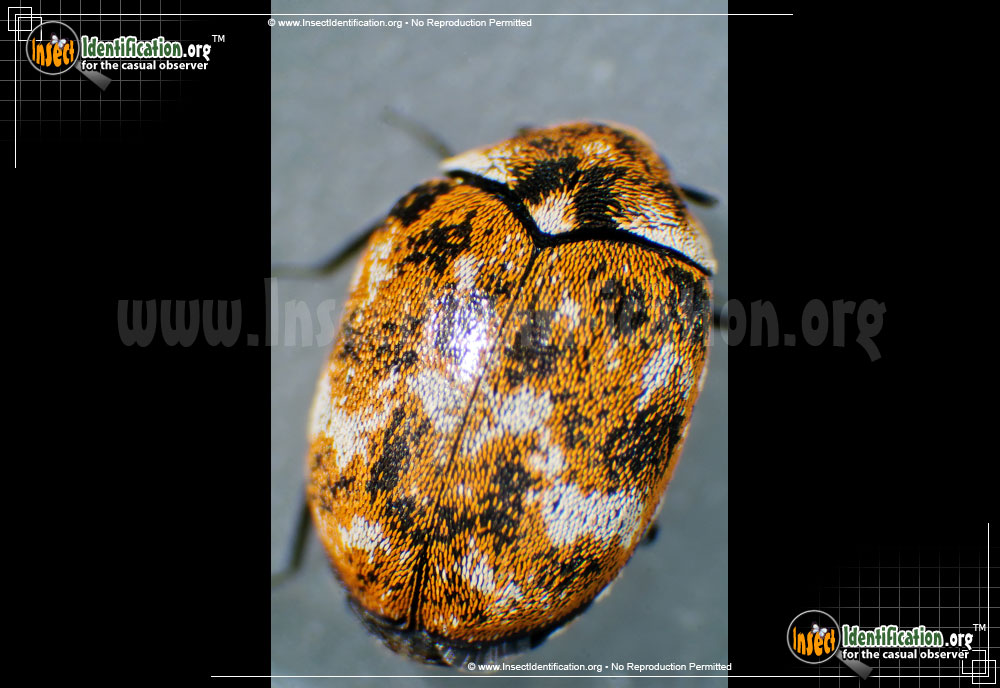 Full-sized image of the Varied-Carpet-Beetle