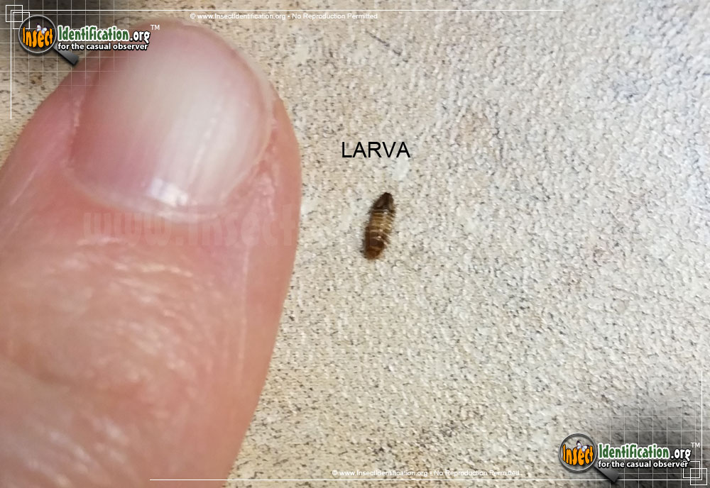 Full-sized image #7 of the Varied-Carpet-Beetle
