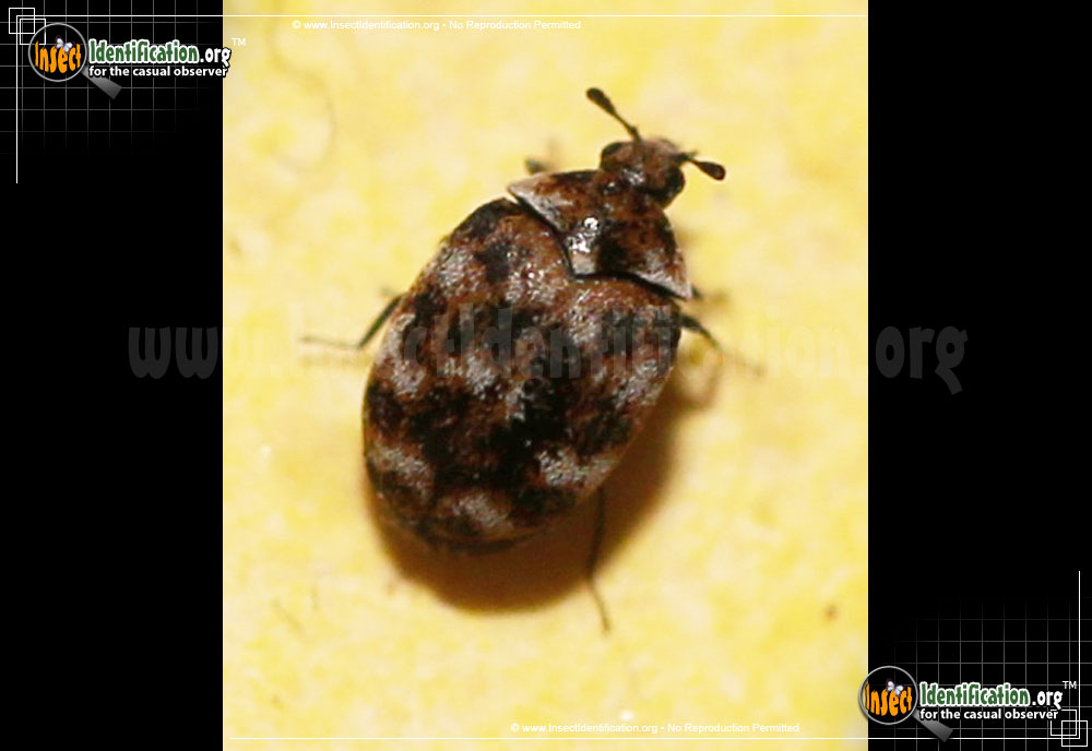 Full-sized image #2 of the Varied-Carpet-Beetle
