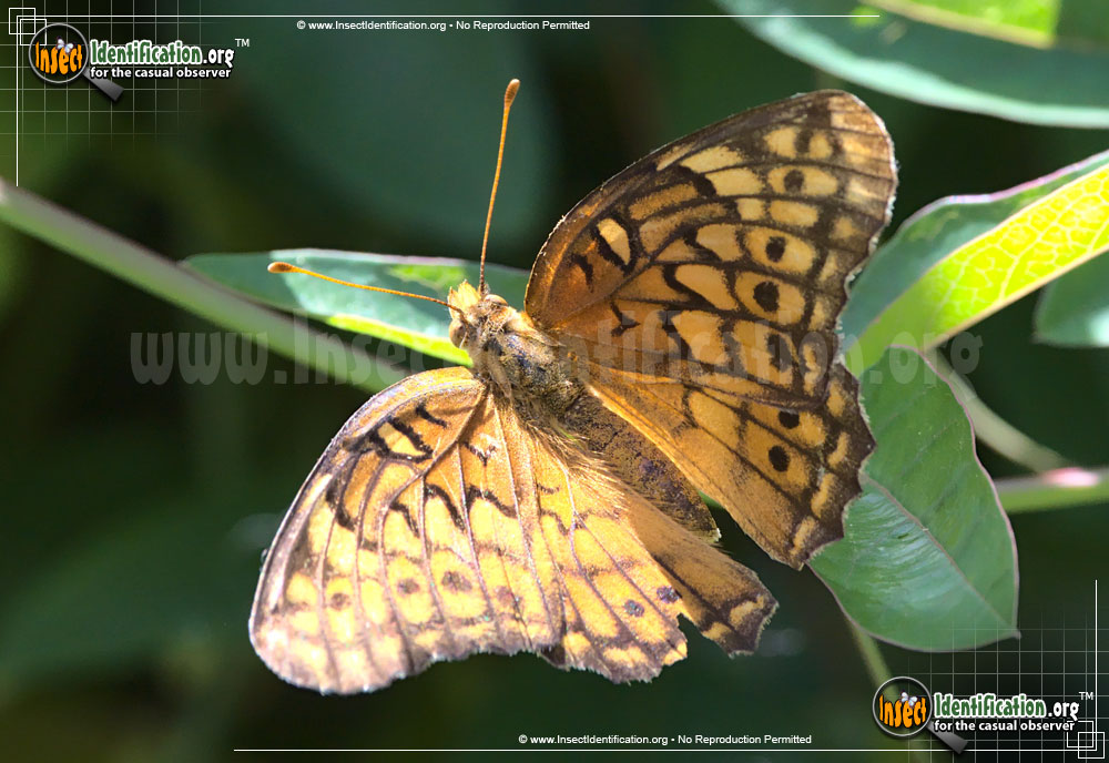 Full-sized image of the Variegated-Fritillary-Butterfly