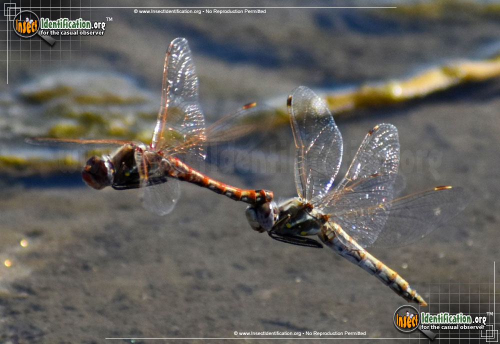 Full-sized image #3 of the Variegated-Meadowhawk-Dragonfly