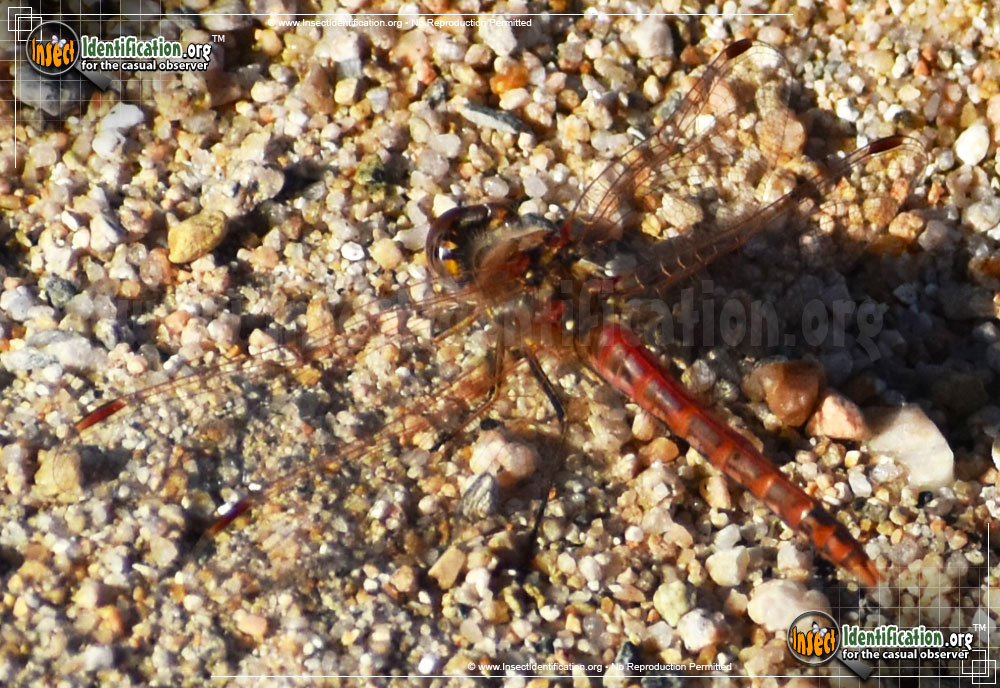 Full-sized image #5 of the Variegated-Meadowhawk-Dragonfly