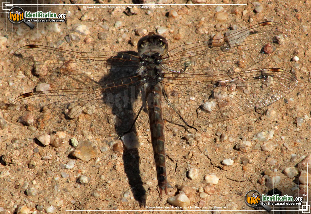 Full-sized image #14 of the Variegated-Meadowhawk-Dragonfly