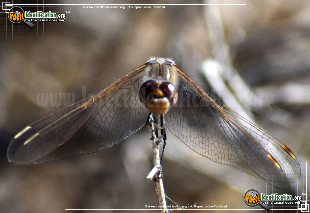 Full-sized image #12 of the Variegated-Meadowhawk-Dragonfly