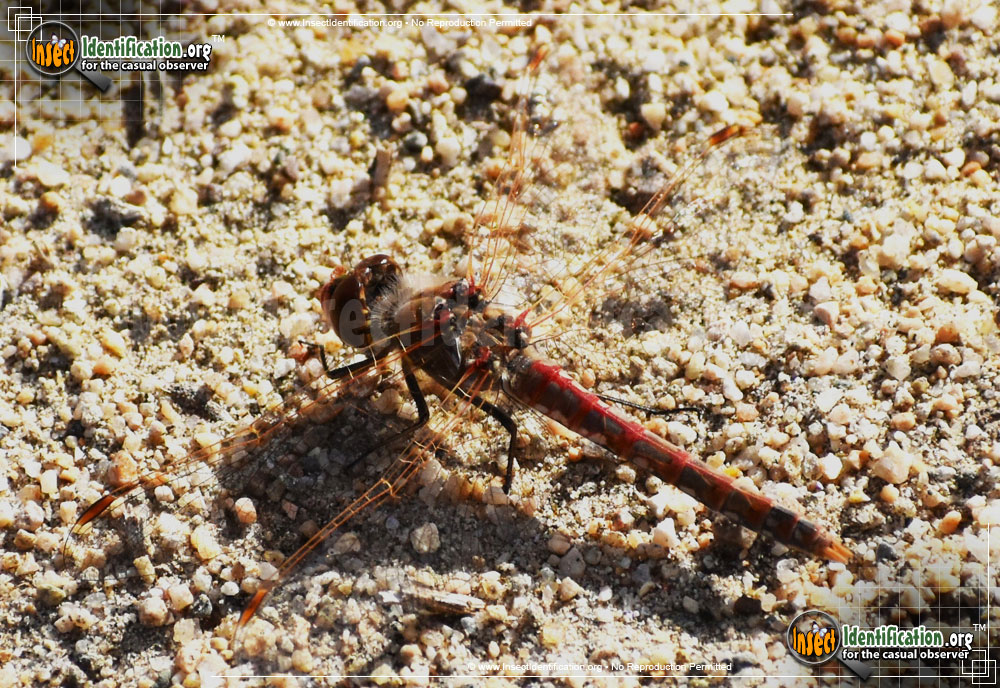 Full-sized image #6 of the Variegated-Meadowhawk-Dragonfly