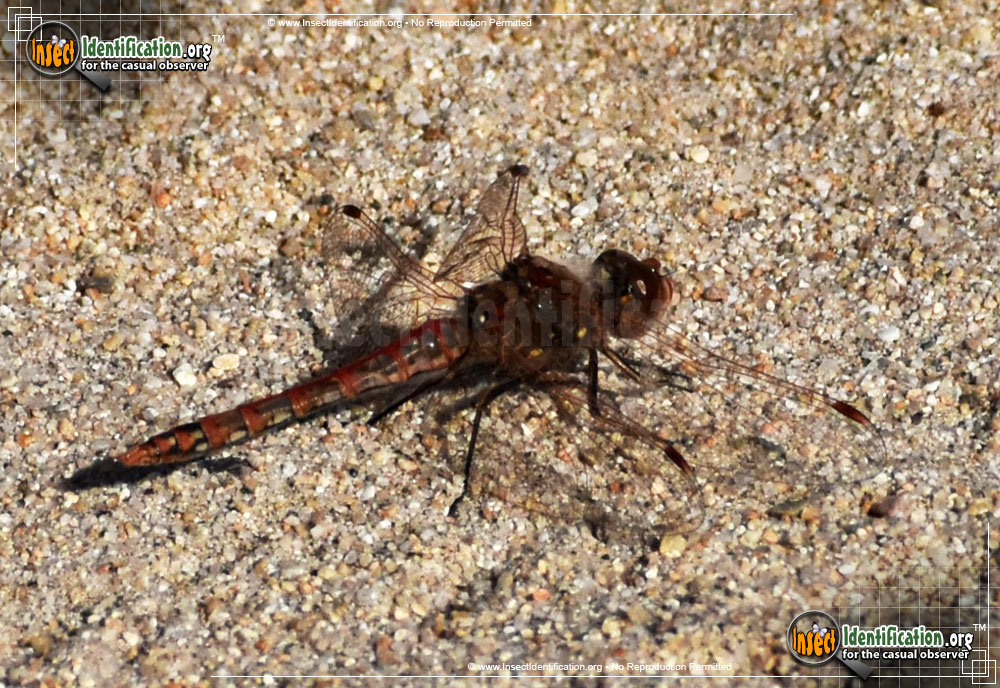 Full-sized image #8 of the Variegated-Meadowhawk-Dragonfly