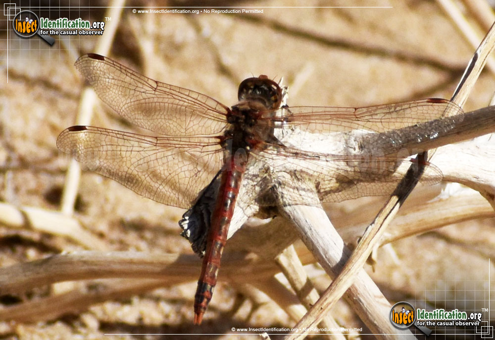 Full-sized image #10 of the Variegated-Meadowhawk-Dragonfly