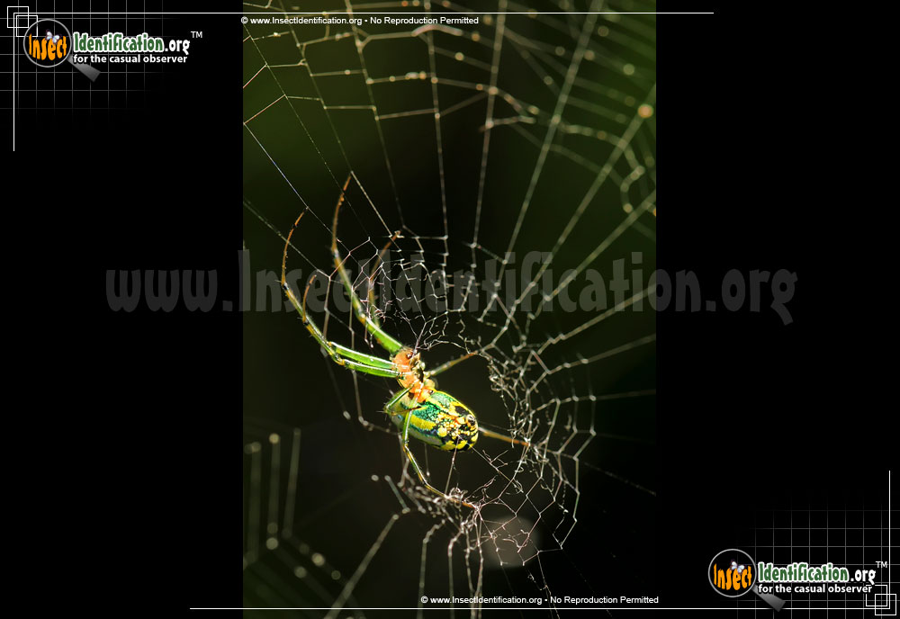 Full-sized image #5 of the Venusta-Orchard-Spider