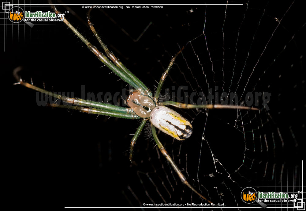 Full-sized image #2 of the Venusta-Orchard-Spider