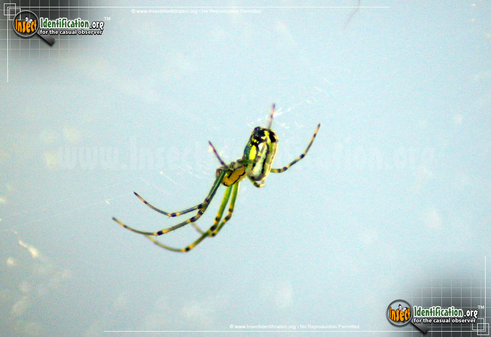 Full-sized image #9 of the Venusta-Orchard-Spider