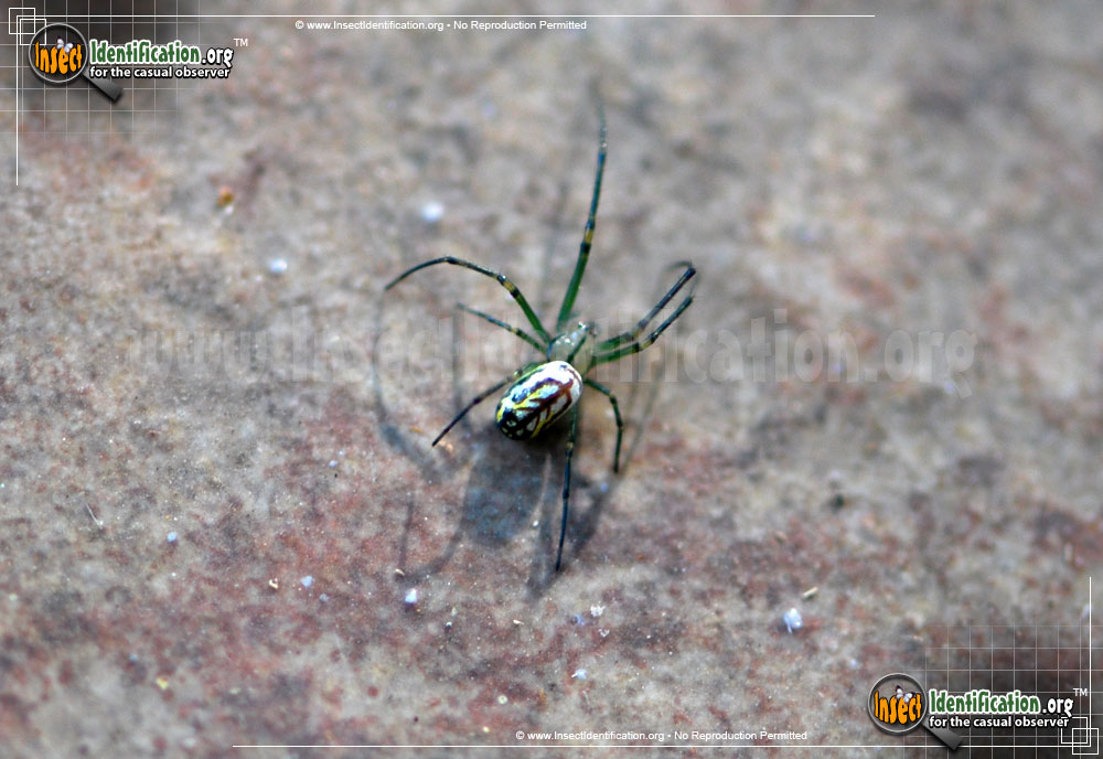 Full-sized image #10 of the Venusta-Orchard-Spider