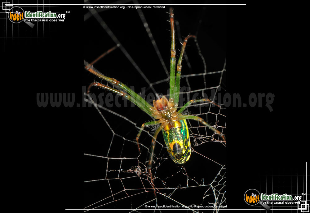 Full-sized image #4 of the Venusta-Orchard-Spider