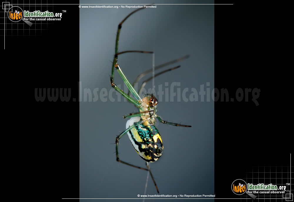 Full-sized image #13 of the Venusta-Orchard-Spider
