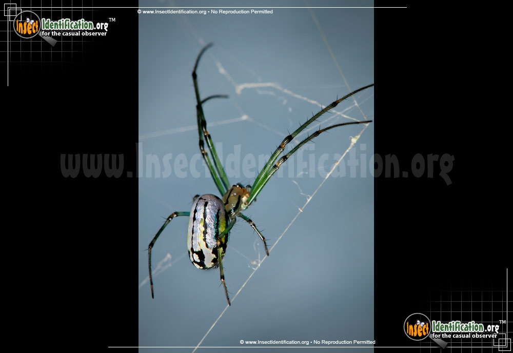 Full-sized image of the Venusta-Orchard-Spider