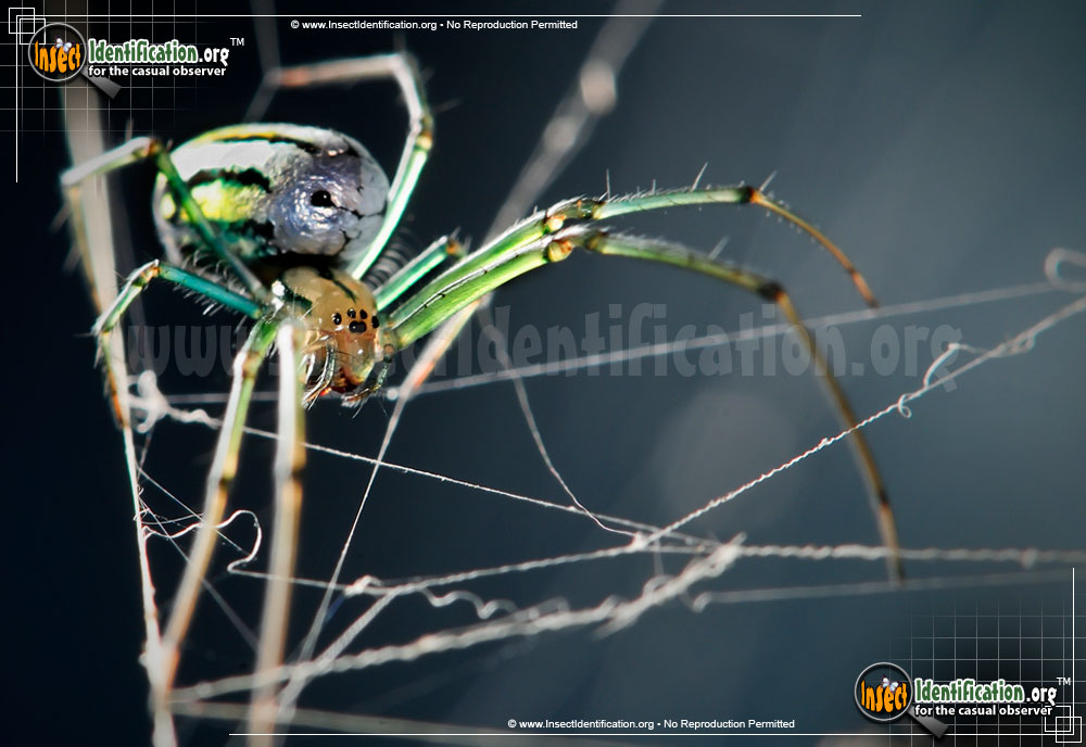 Full-sized image #6 of the Venusta-Orchard-Spider