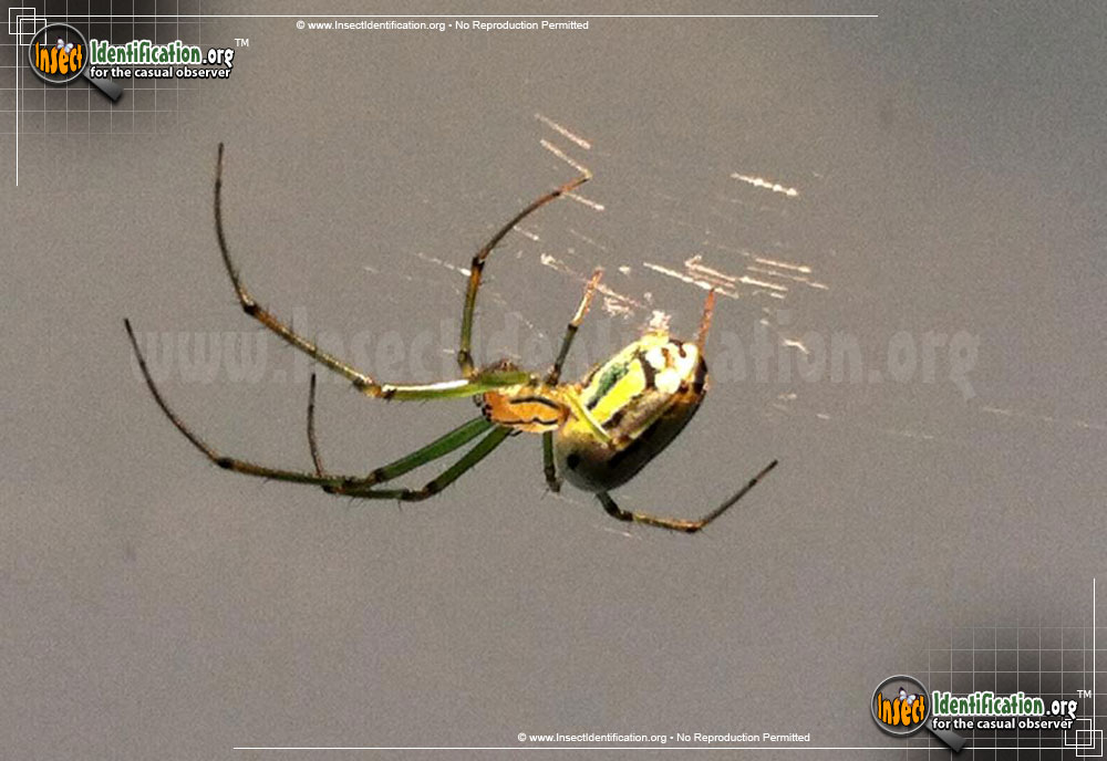 Full-sized image #7 of the Venusta-Orchard-Spider