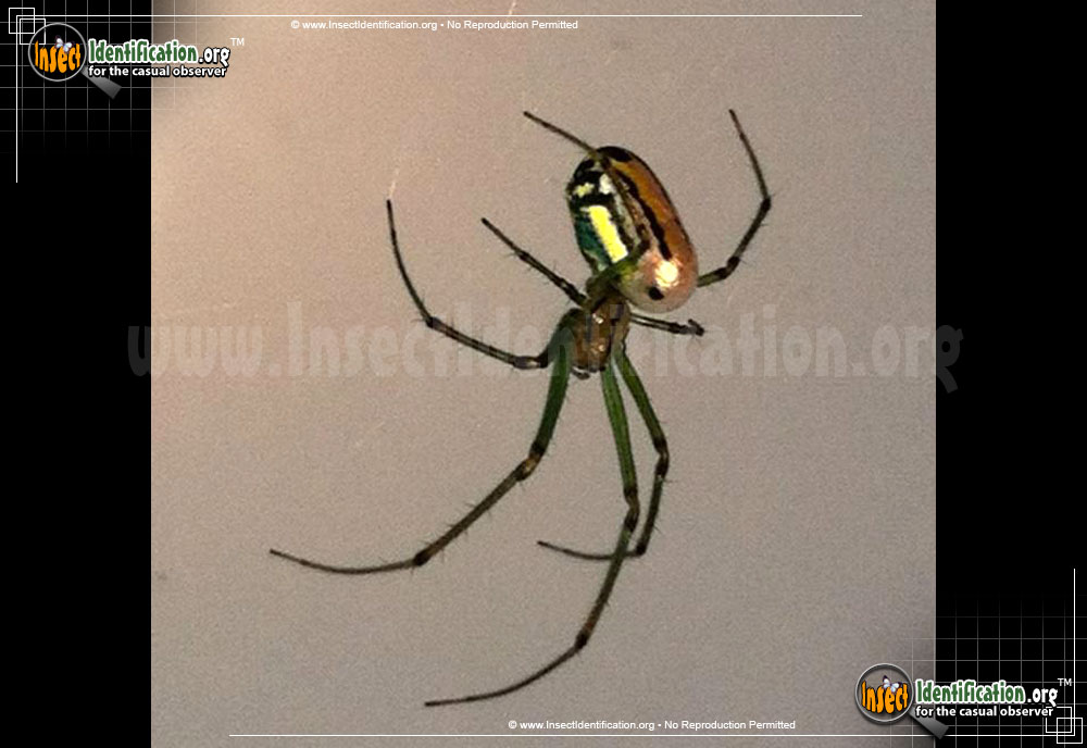 Full-sized image #8 of the Venusta-Orchard-Spider