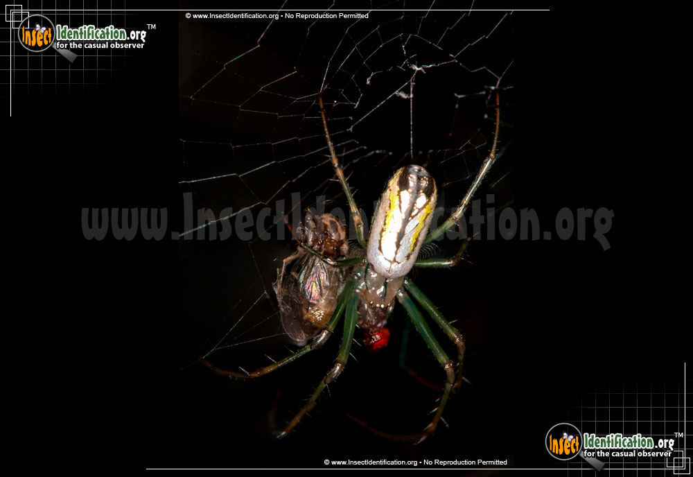 Full-sized image #3 of the Venusta-Orchard-Spider
