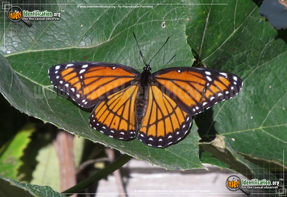 Full-sized image of the Viceroy-Butterfly