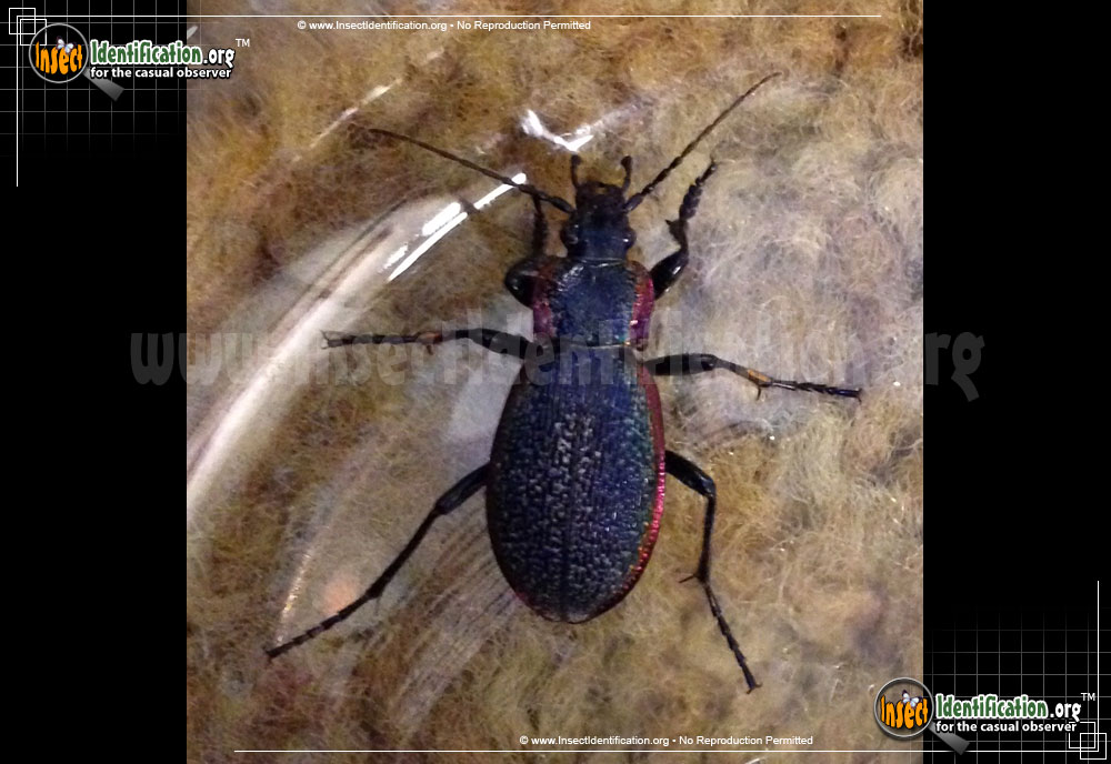 Full-sized image of the Vietinghoffs-Ground-Beetle