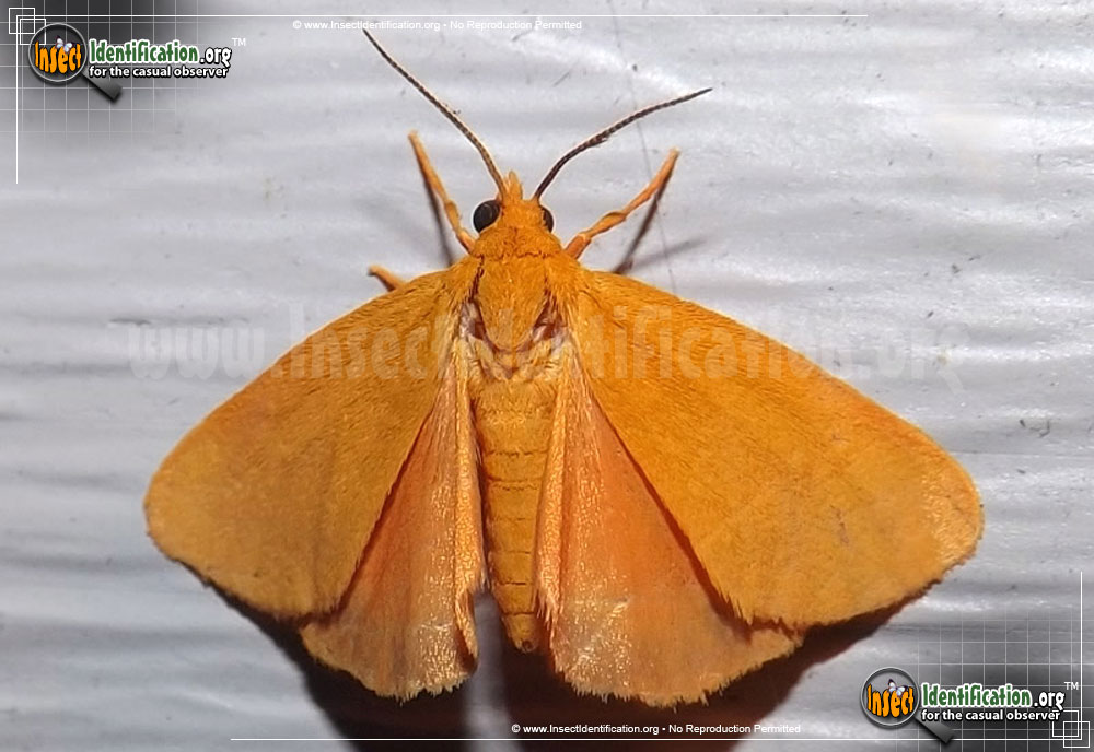 Full-sized image of the Virbia-Moth