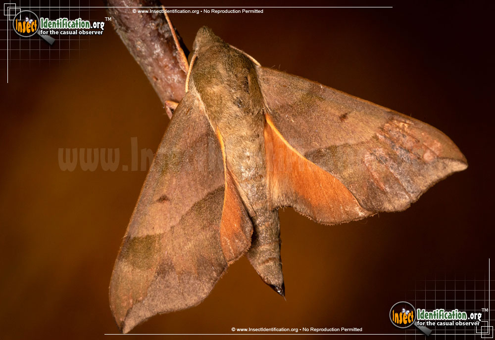 Full-sized image #7 of the Virginia-Creeper-Sphinx-Moth