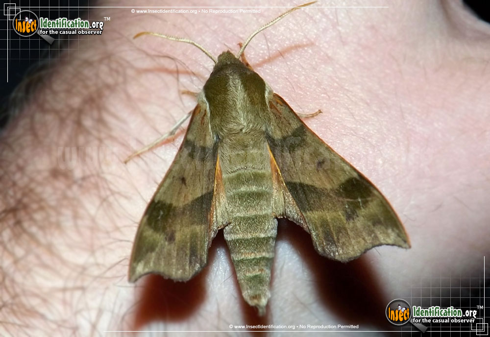 Full-sized image #6 of the Virginia-Creeper-Sphinx-Moth
