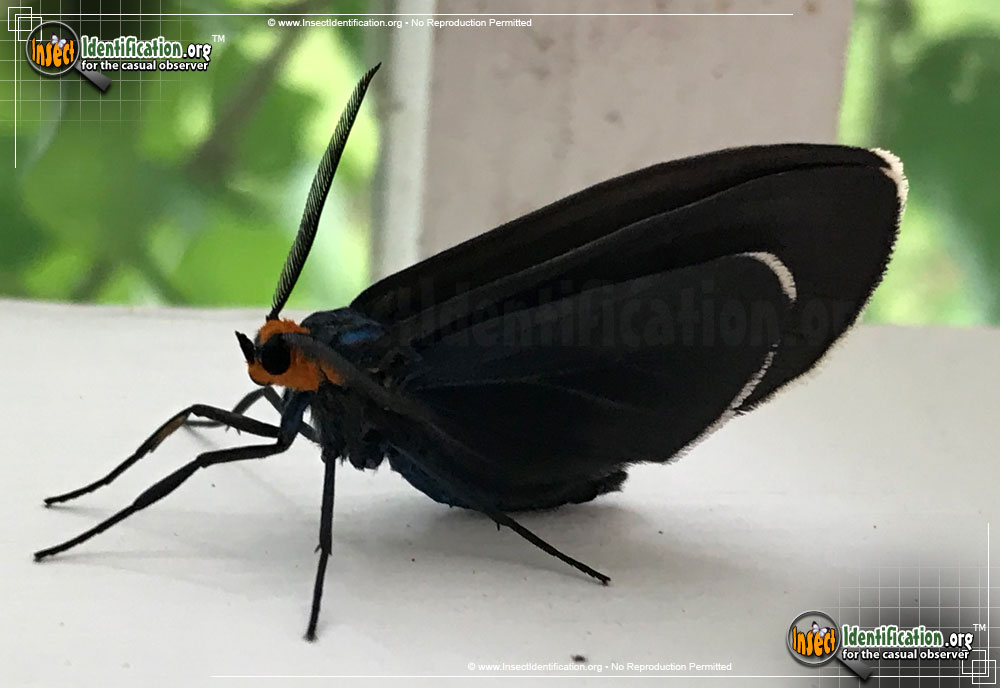 Full-sized image of the Virginia-Ctenucha-Moth