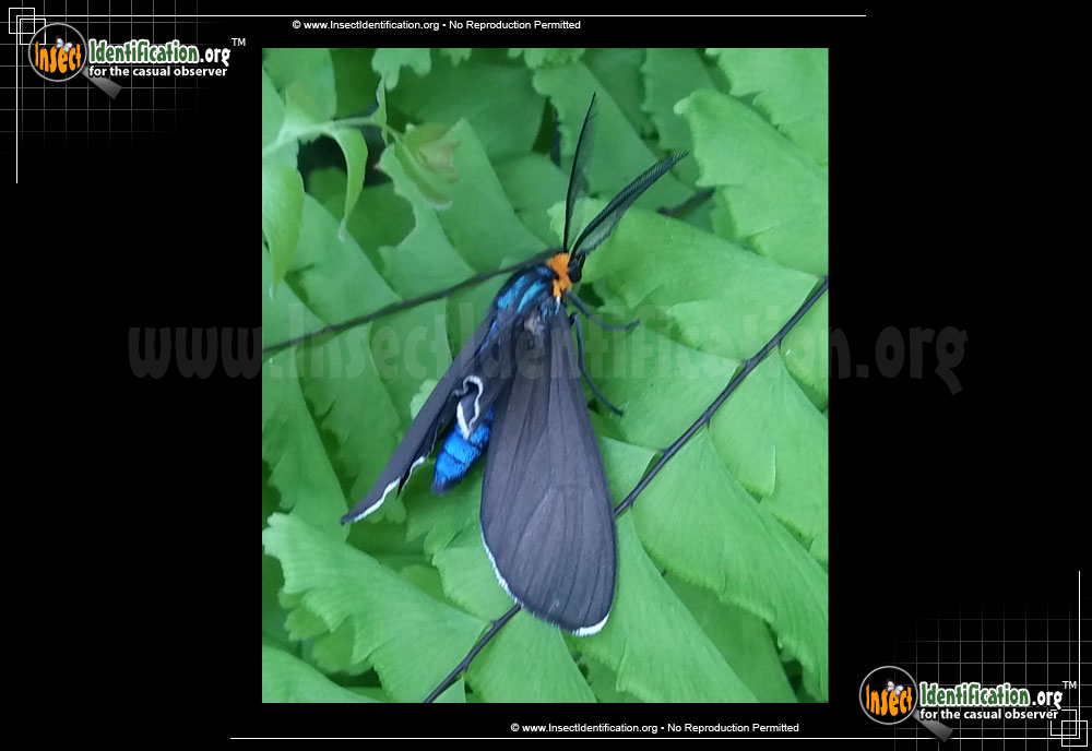 Full-sized image #2 of the Virginia-Ctenucha-Moth
