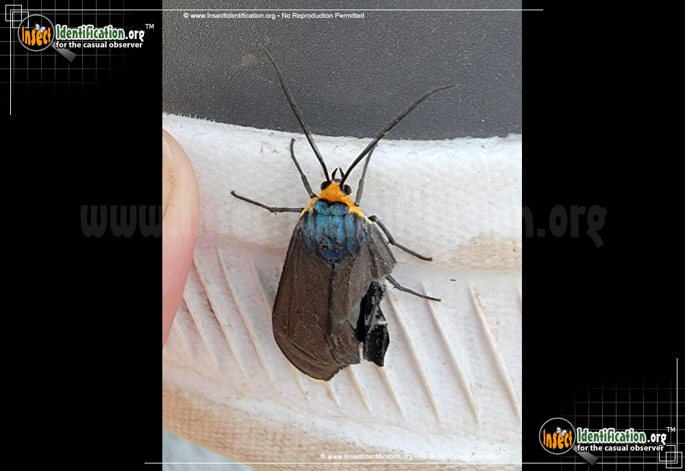 Full-sized image #2 of the Virginia-Ctenucha-Moth