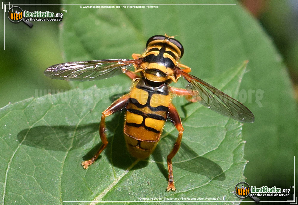 Full-sized image #3 of the Virginia-Flower-Fly-Milesia