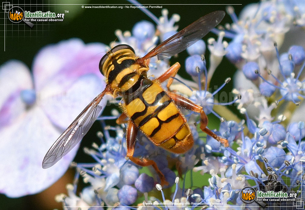 Full-sized image #2 of the Virginia-Flower-Fly-Milesia