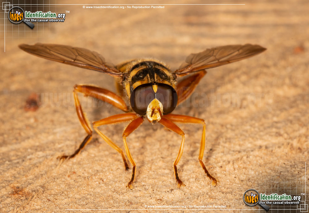 Full-sized image #7 of the Virginia-Flower-Fly-Milesia