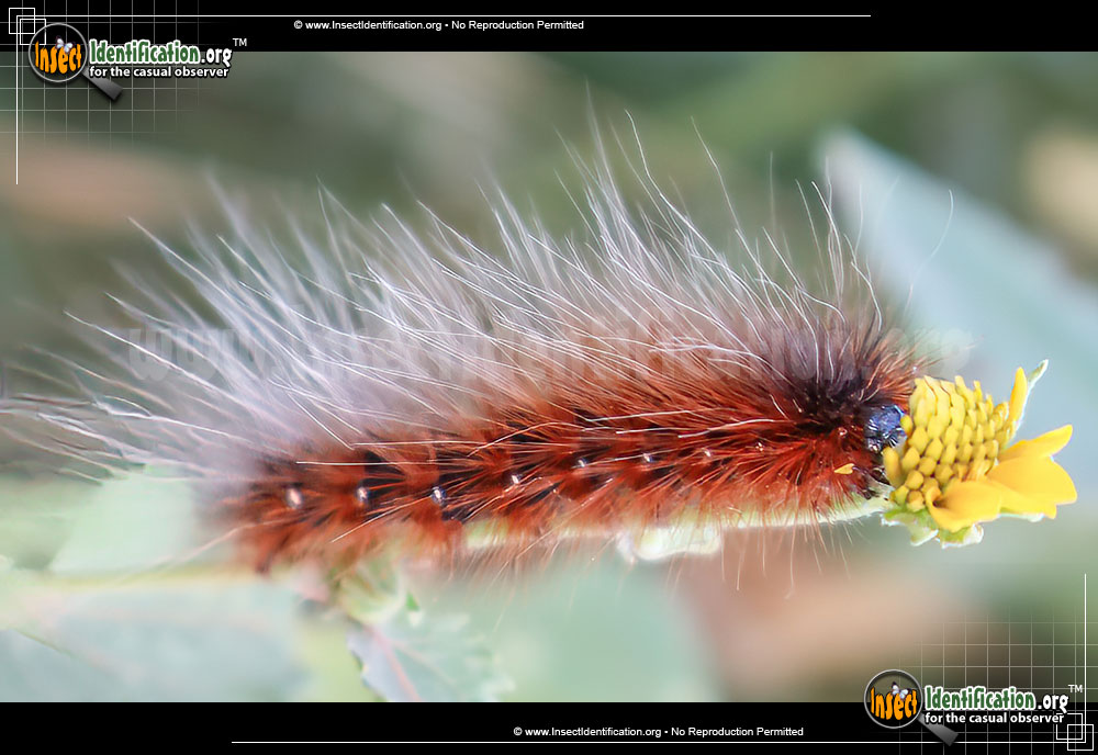 Full-sized image #14 of the Virginian-Tiger-Moth