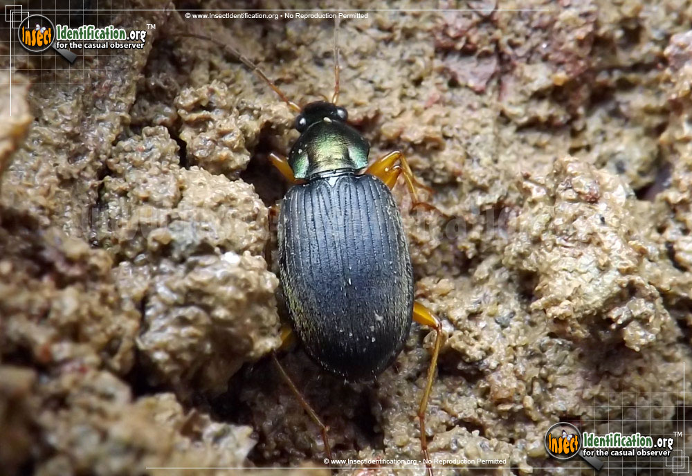 Full-sized image of the Vivid-Metallic-Ground-Beetle