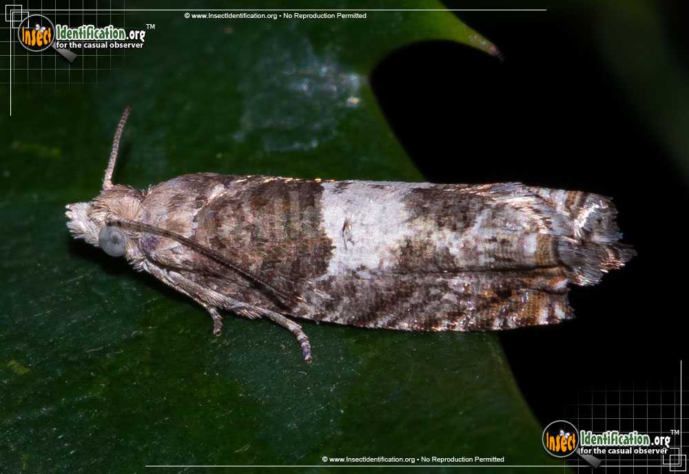 Full-sized image of the Walkers-Epinotia-Moth