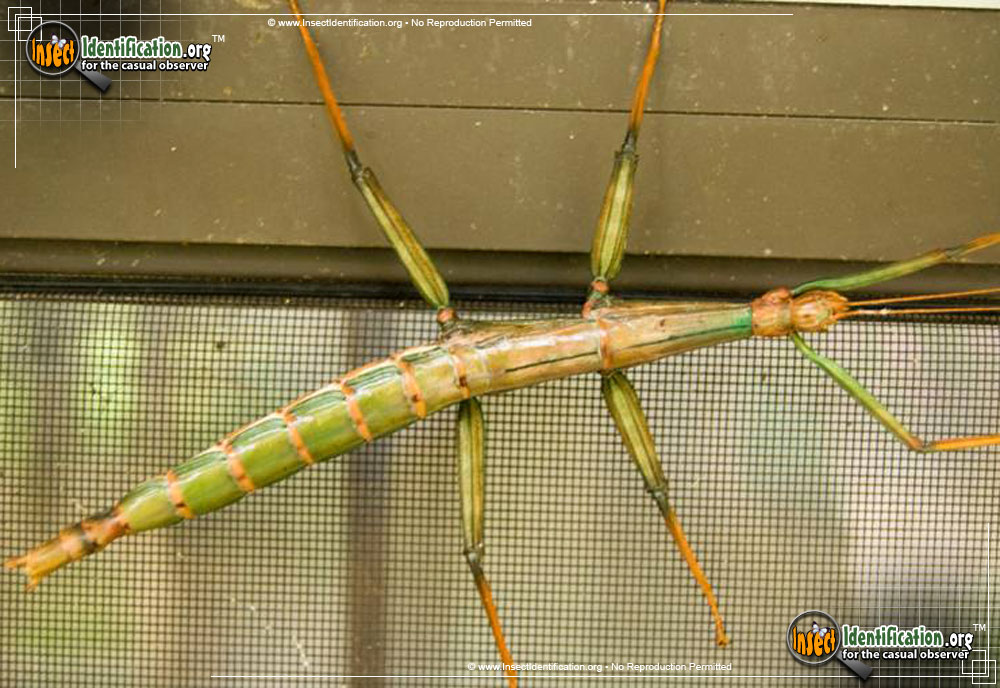 Walking Stick Insects of North America