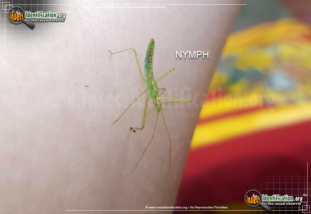 Full-sized image #3 of the Northern-Walkingstick