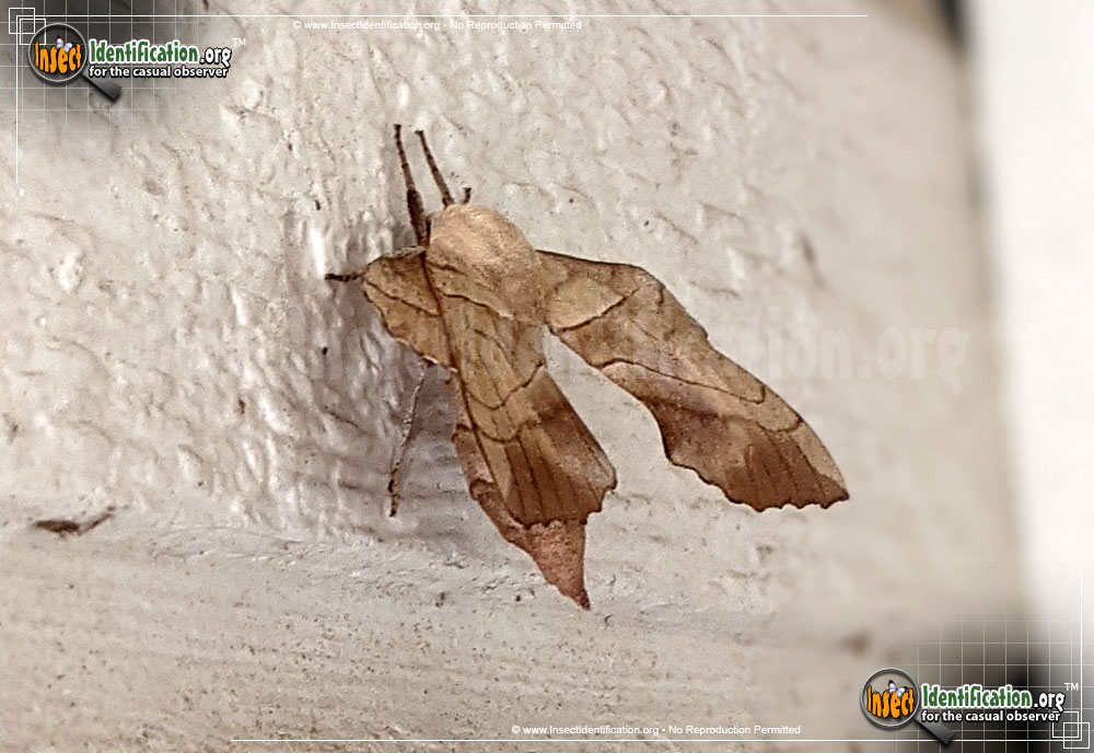 Full-sized image #4 of the Walnut-Sphinx-Moth
