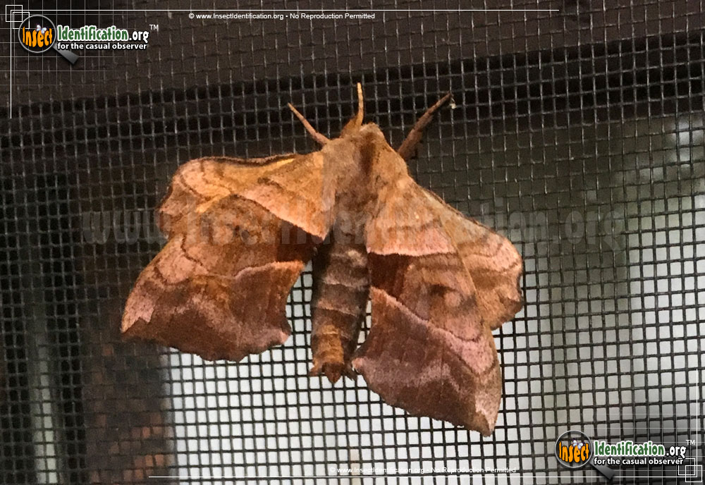 Full-sized image #2 of the Walnut-Sphinx-Moth