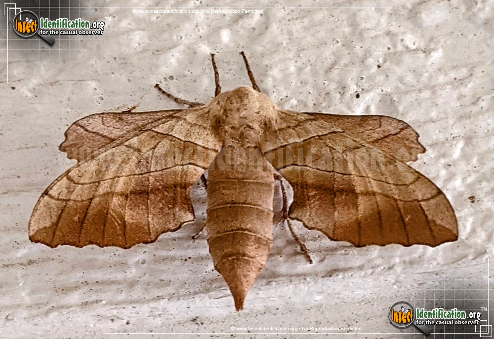 Full-sized image #6 of the Walnut-Sphinx-Moth
