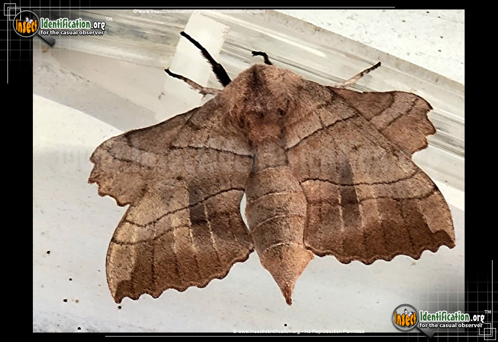 Full-sized image #5 of the Walnut-Sphinx-Moth
