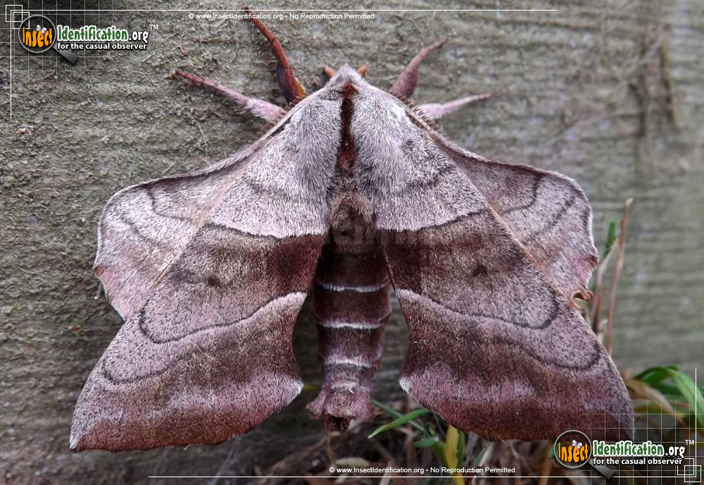 Full-sized image of the Walnut-Sphinx-Moth