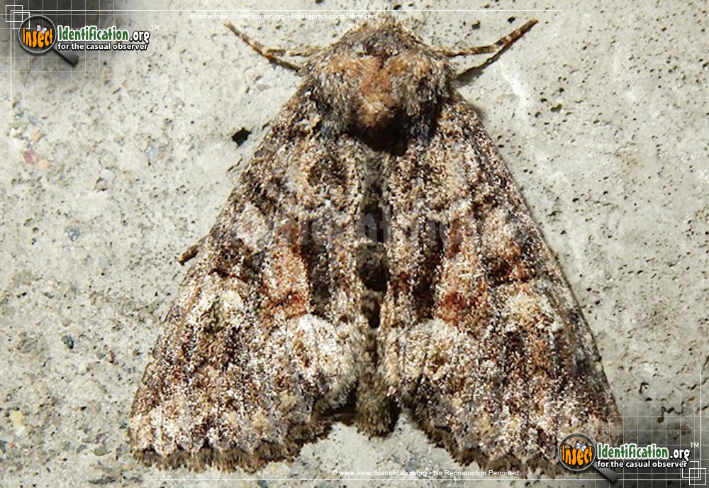Full-sized image of the Wandering-Brocade-Moth