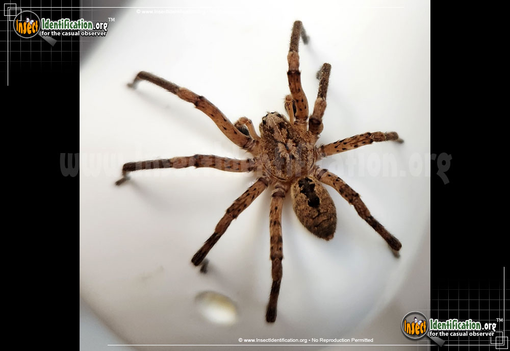 Full-sized image of the Wandering-Spider-Zoropsis-spinimana
