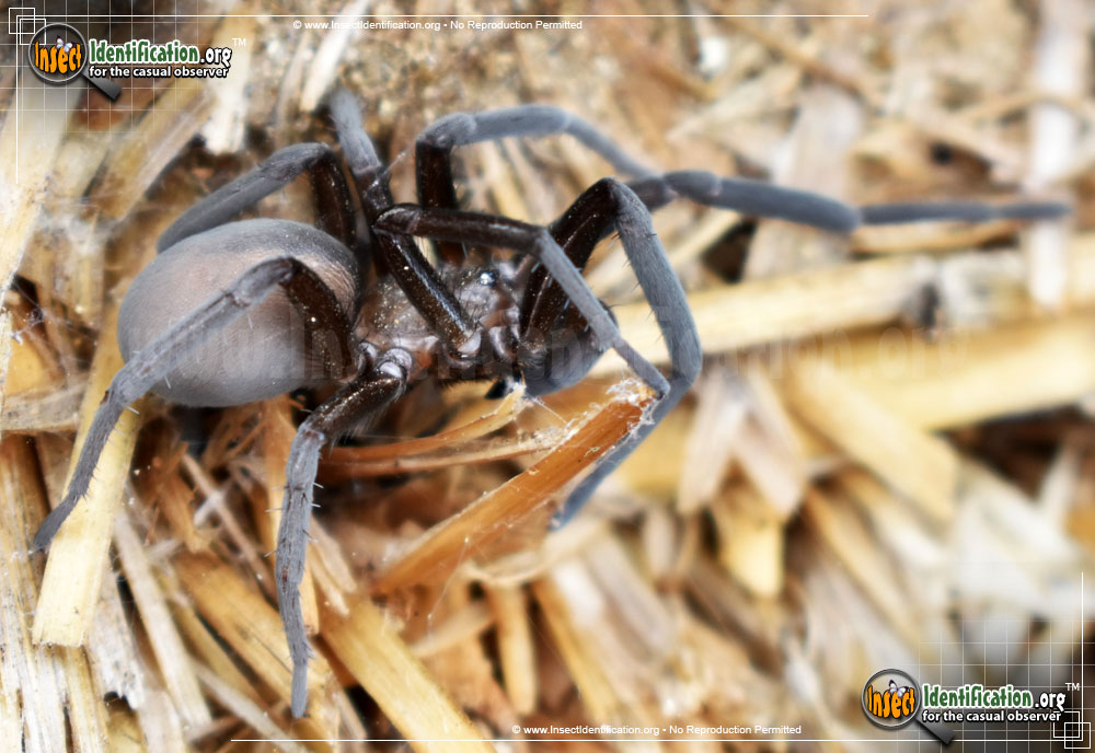 Full-sized image #2 of the Wandering-Spider-Zoropsis-spinimana