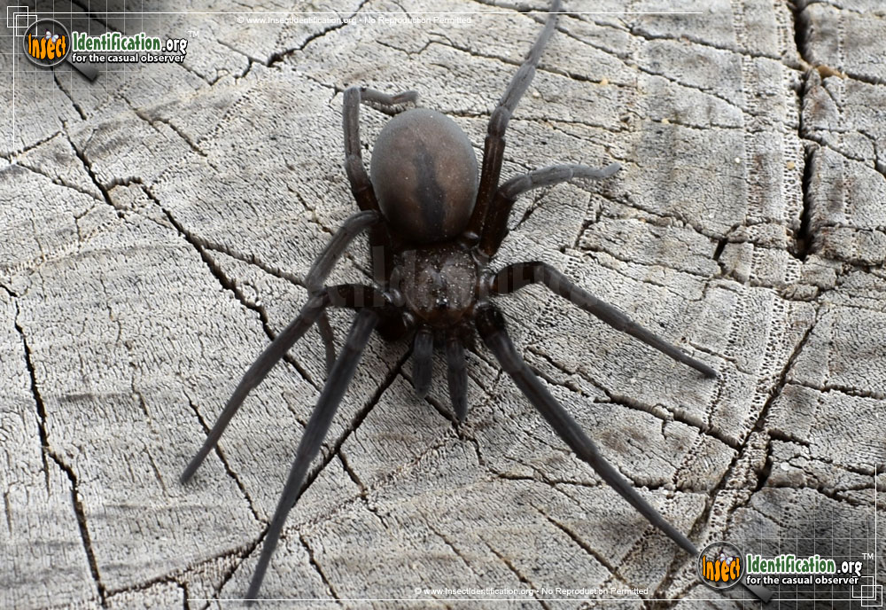 Full-sized image #4 of the Wandering-Spider-Zoropsis-spinimana