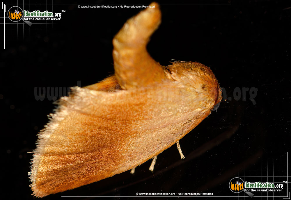 Full-sized image of the Warm-Chevroned-Moth